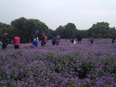 iphone_upload_pic-保利石象湖景区