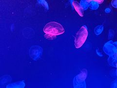 -多彩贵州城极地海洋世界