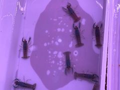 -华声天桥民俗文化园