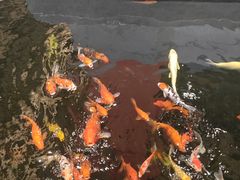 -龙悦湾酒家·八阵鱼生·渔人码头店