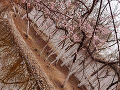 -桃花堤公园