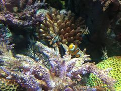 -暹罗海洋世界