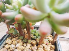 -Dark Horse·黑马蛋糕·低脂·低糖淡奶(金匙望湖大厦店)