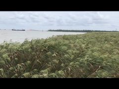 -上海吴淞炮台湾国家湿地公园