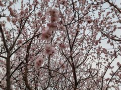 -桃花堤公园