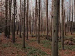 -东平国家森林公园