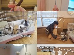 -猫猫幼稚园·撸猫·桌游·电玩