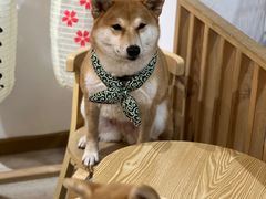 -柴迷FANS CLUB·柴犬狗咖·猫咖