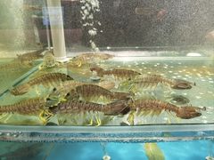 -1718海鲜姿造(苏宁宴请臻选店)