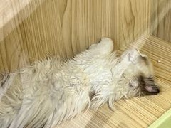 -屋虎猫馆(宝安大仟里店)