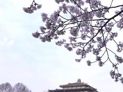 -武汉大学-樱园