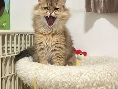 -猫大福·Fortune Cat猫舍(百子湾店)