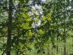 -泗洪洪泽湖湿地景区