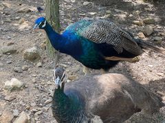 -西霞口神雕山野生动物世界