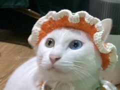 -灵美宠物诊所