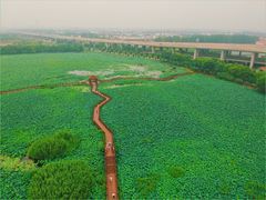 -荷塘月色湿地公园·向阳花洲