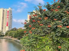 -文昌邓记清补凉(西沙路店)