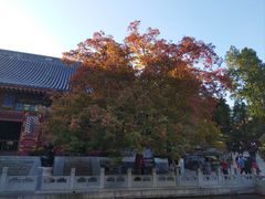 -香山公园