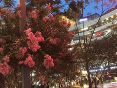 -绿茶餐厅(成都大悦城店)