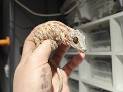 -酷以爬仙阁实体爬宠店·守宫·蜥蜴·专业繁育