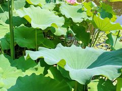 -陈家山荷花公园