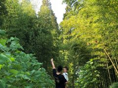 -黄海国家森林公园