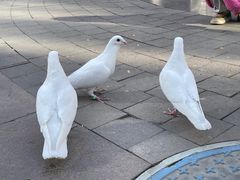 -中粮·祥云小镇