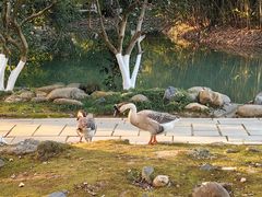 -八大山人梅湖景区