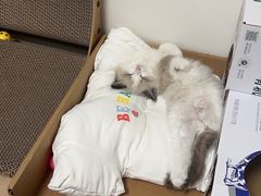 -瑞派·关忠动物医院·猫专科·犬专科(三环新城店)