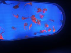 -合肥海洋世界