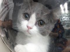 -lincat·猫舍(广州店)