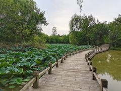 -西安浐灞国家湿地公园