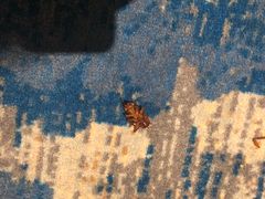 -JOYA湾悦国际酒店(世界之窗店)