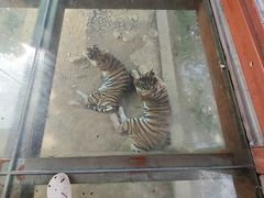 -栾川竹海野生动物园