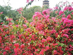 -深圳仙湖植物园