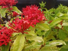 -西双版纳融创皇冠假日度假酒店