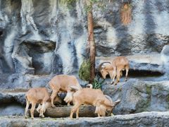 -清迈夜间动物园