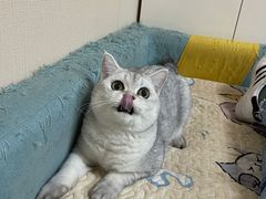 -关爱宠物医院·猫科中心·消化科(滨湖万达分院)