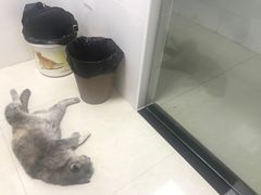 -瑞鹏宠物医院华南总院·夜诊·心脏科·骨科
