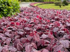 -雅安楠水阁温泉酒店