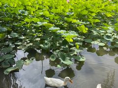 -莲花池公园