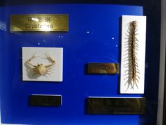 -上海昆虫博物馆