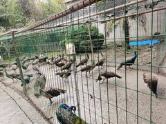 -贵州森林野生动物园