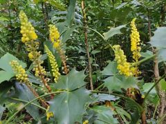 -广西壮族自治区药用植物园
