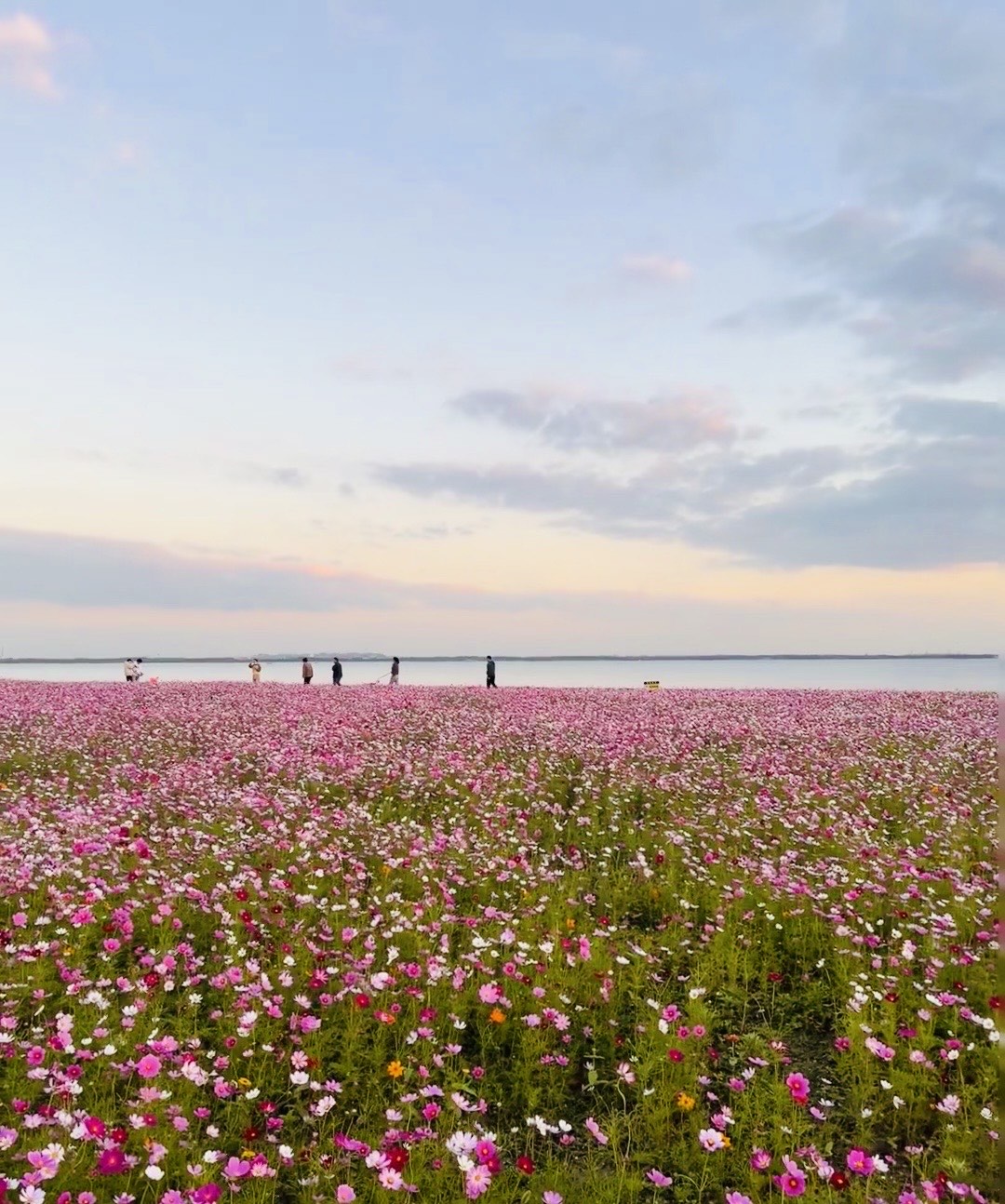 淀山湖花海公园图片