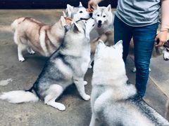 -TrueLove @ Neverland (Husky Cafe)