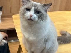 -是阿柴呀！柴犬咖啡·爱喵喵猫咖