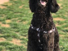 -趣玩宠物乐园寄养训犬训狗游泳池