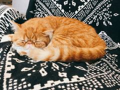 -平行世界·猫咖(首经贸店)