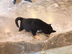 -百好乐宠物友好餐厅(朝外大街店)